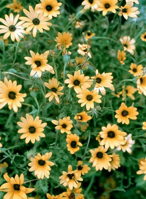 Остеоспермум 'Персиковая симфония'