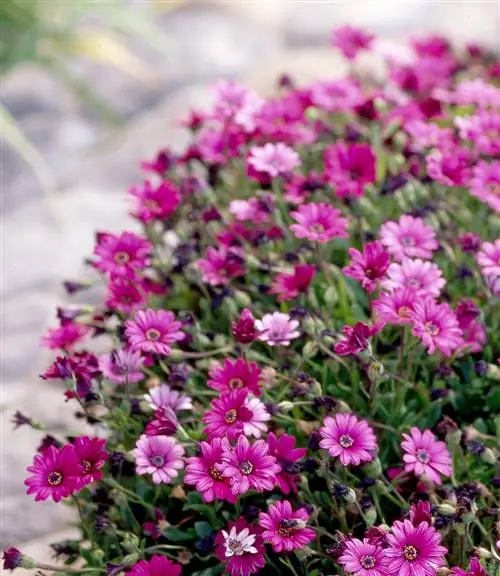 Остеоспермум 'Soprano Compact Purple'