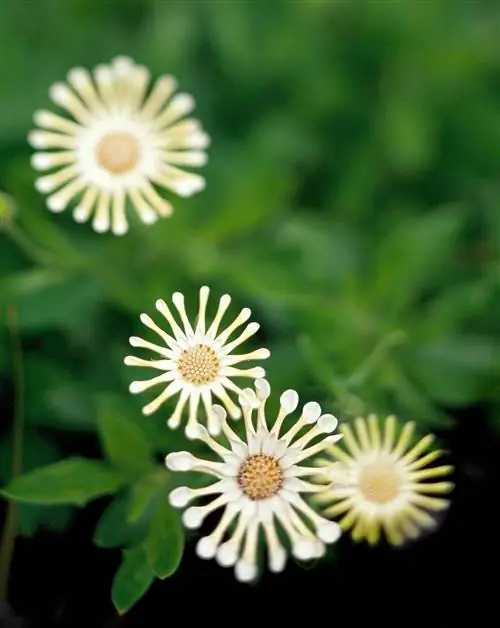 Остеоспермум 'Soprano Vanilla Spoon'