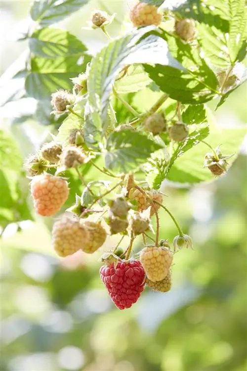 Что такое Ежевика? Плюс, лучшие из них для выращивания на заднем дворе