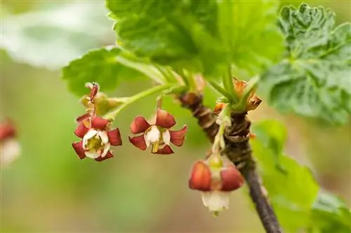 Как посадить и вырастить йоштаберри