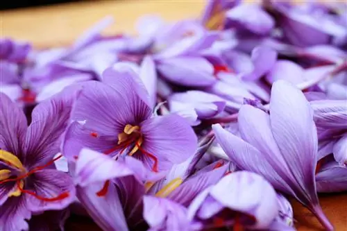 Шафран Цветы