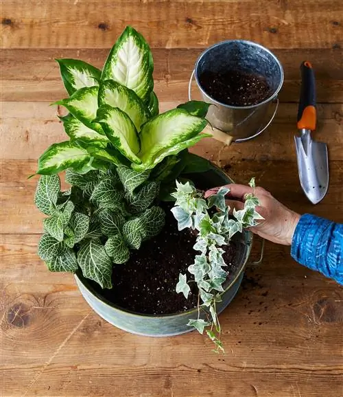 Расстановка растений в саду для тарелок