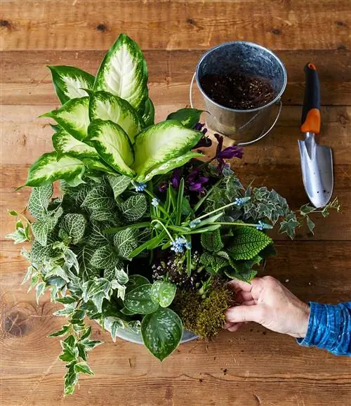 Добавление горшечной смеси и мха в комнатный сад