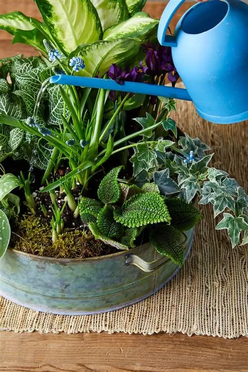 Готовый сад для тарелок на пробковом блюдце