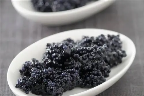 Что такое икра? Полное руководство по икре