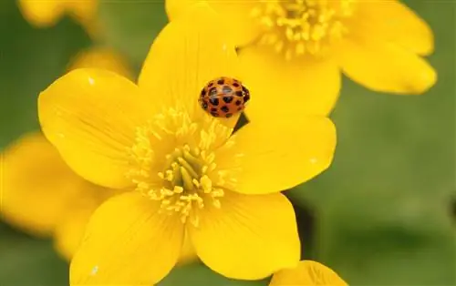 Это не желтая божья коровка - это инвазивная азиатская божья коровка