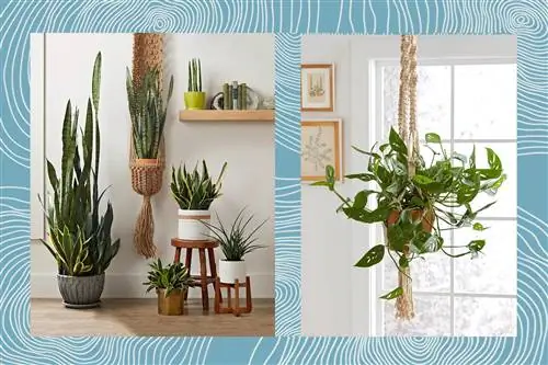 Комната со змеиными растениями и висящей монстерой