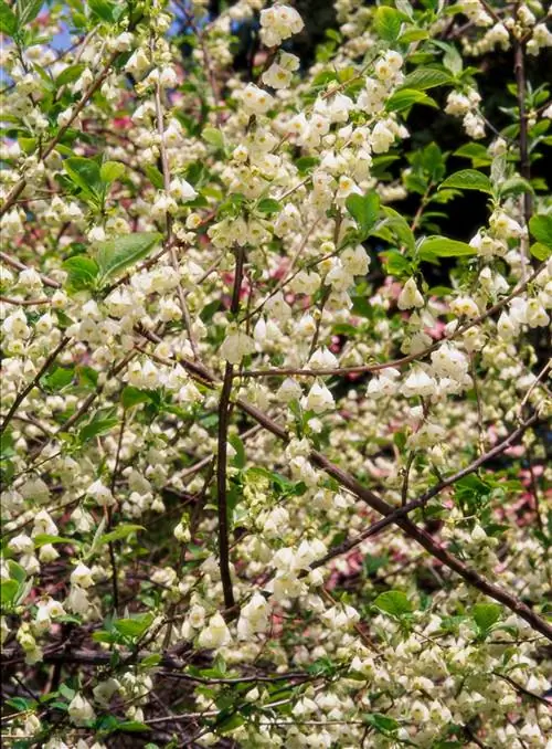 Каролина Сильвербелл Halesia tetraptera