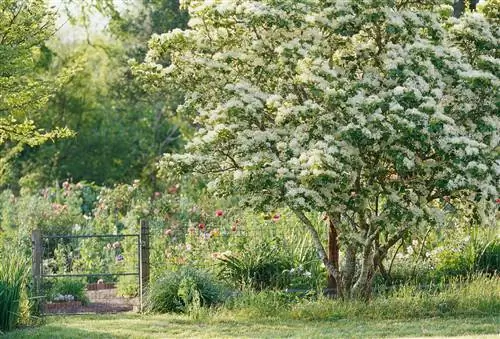 Боярышник Crataegus crus-galli