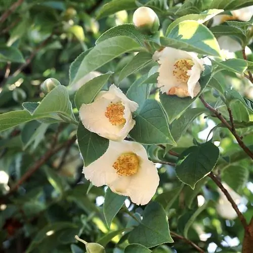 Горная Стюартия Stewartia ovata