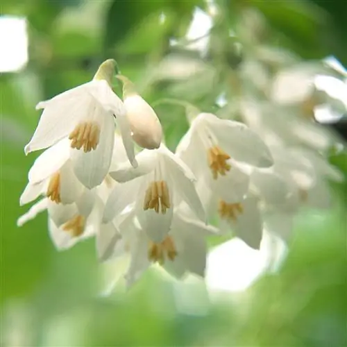 Снежный колокольчик Styrax japonicus