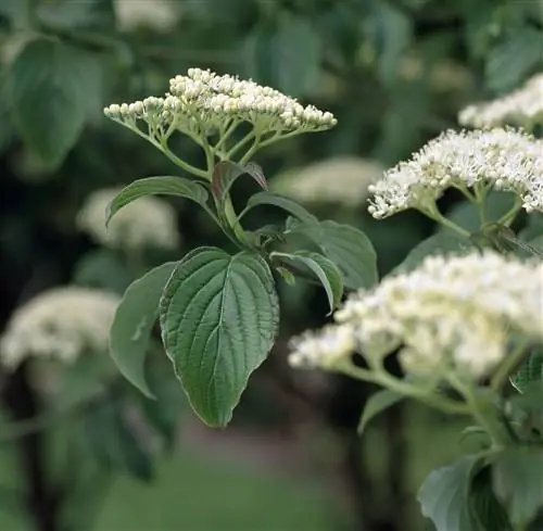 Пагода кизиловая Cornus alternifolia