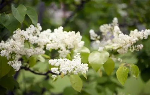 Японское дерево Сирень Syringa reticulata