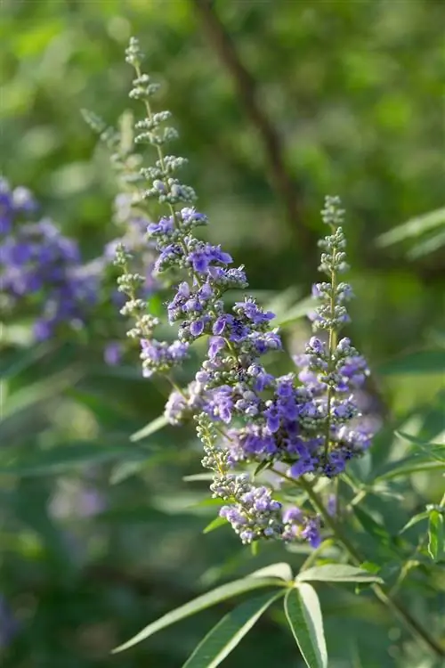 Целомудренное дерево Vitex agnus-castus