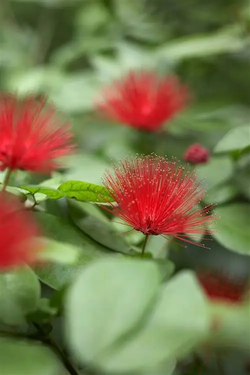 Пуховая Calliandra haematocephala