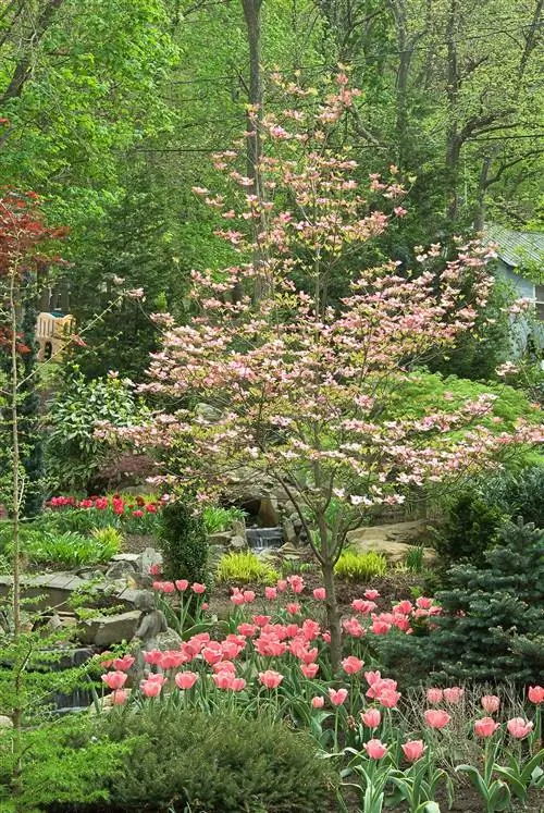 Цветущий кизил Cornus florida