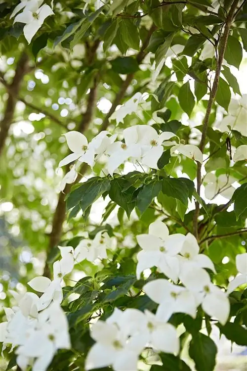 цветущий кизил kousa cornus treet