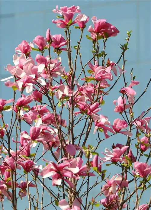 Блюдце Magnolia Magnolia x soulangeana