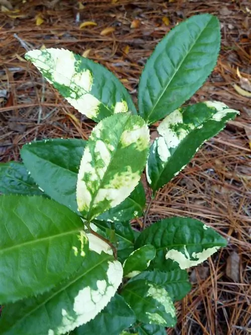 Camellia sinensis macrophylla 'Желтый чай'