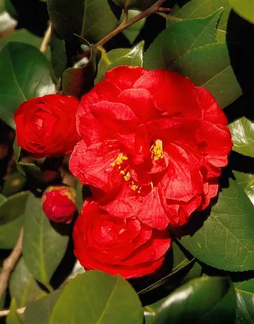 Camellia japonica 'Granada' с красными цветами