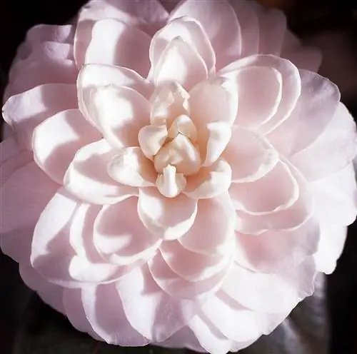 Camellia japonica 'Helen's Ballerina' с белыми цветками