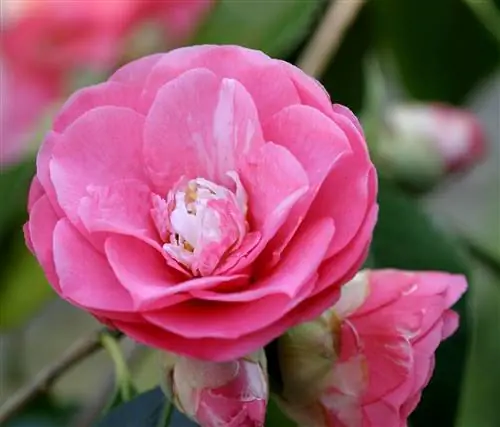 Camellia japonica 'Julia Drayton' с розовыми цветками