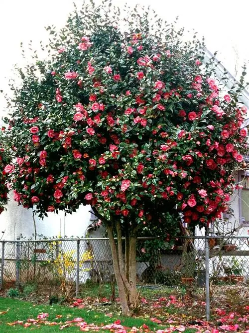 Camellia japonica 'Kramer's Supreme' с розовыми цветками
