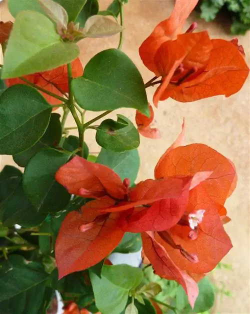 Бугенвиллия Sundown Orange