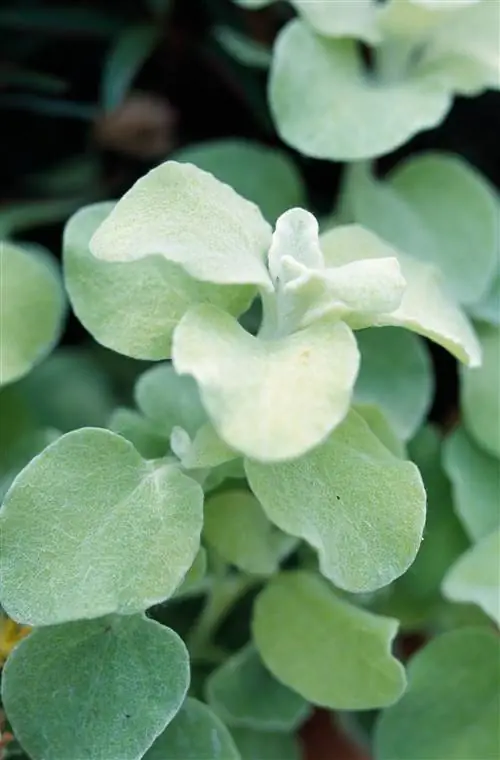 Растение солодки Limelight Helichrysum petiolare