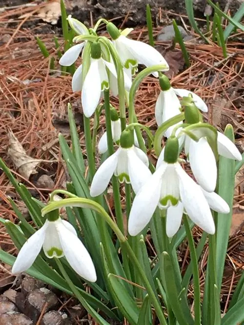 Подснежники Galanthus растут в тестовом саду Подснежники Galanthus растут в тестовом саду