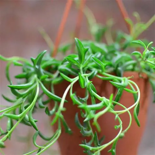 Как выращивать и ухаживать за вереницей дельфинов Succulent