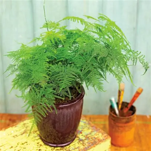 перистый папоротник Asparagus setaceus перистый папоротник Asparagus setaceus