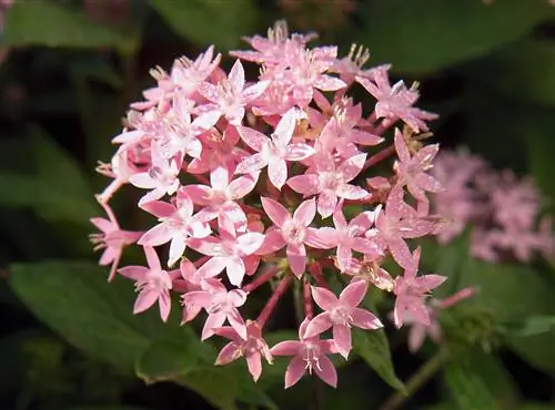 Pink Pentas Butterfly Светло-лавандовый