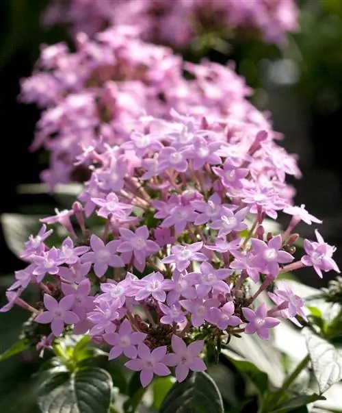 Pentas Северное сияние Лаванда