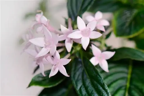 Pentas Butterfly Светло-лавандовый