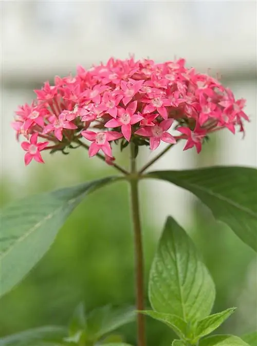 Граффити розовый Pentas lanceolata