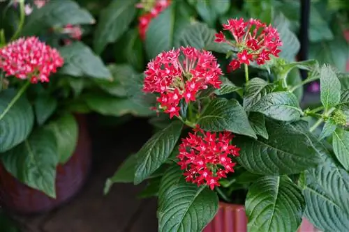 Pentas граффити красное кружево