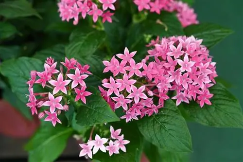 Pentas Калейдоскоп Яблоневый цвет