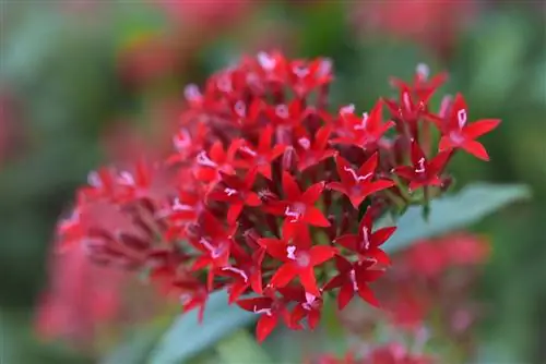 Pentas Kaleidoscope темно-красный