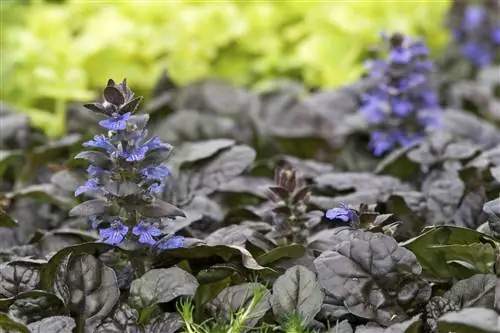 Ajuga reptans 'Черный гребешок'