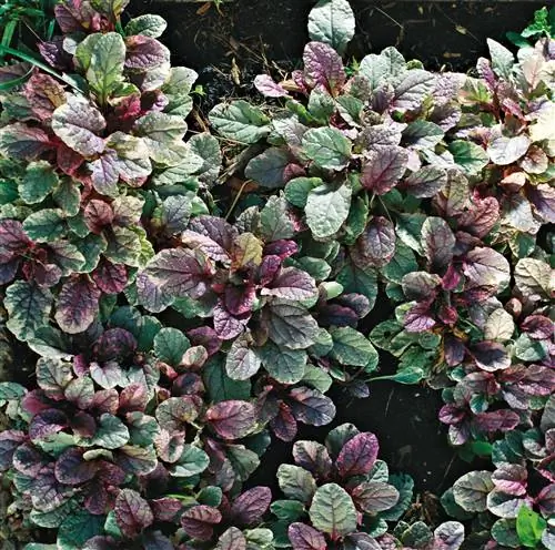 Ajuga reptans Burgundy Glow