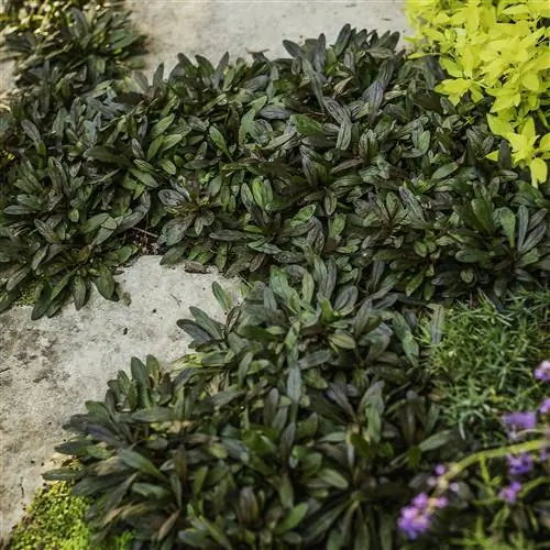 Ajuga 'Chocolate Chip' вокруг камней