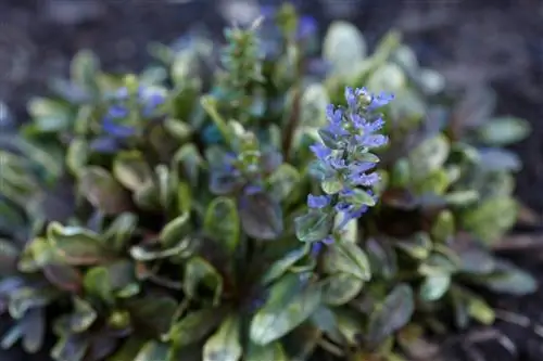 Ajuga reptans 'Дикси Чип'
