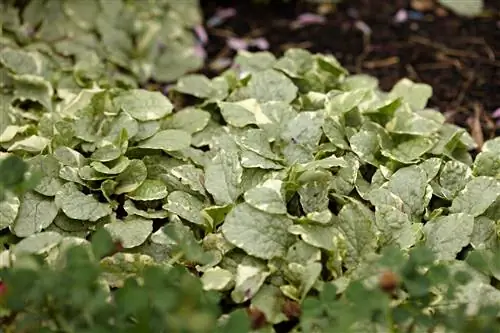 Ajuga reptans 'Серебряная красавица'