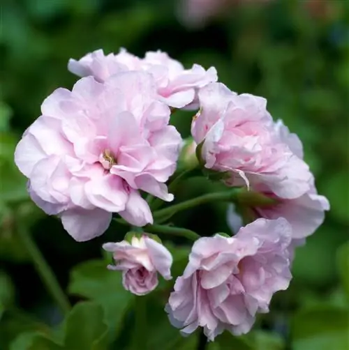 светло-розовый цветок плюща герани