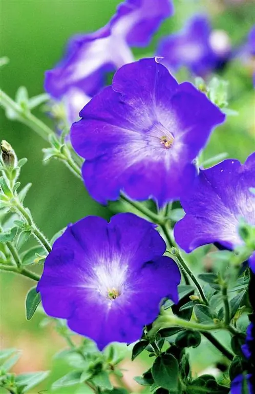 мерлин блю морн петуния