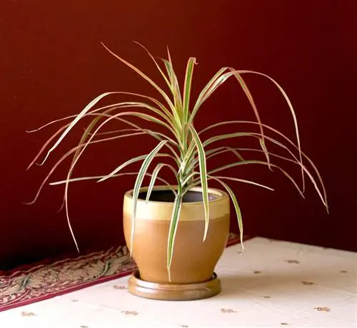 'Триколор' Драцена