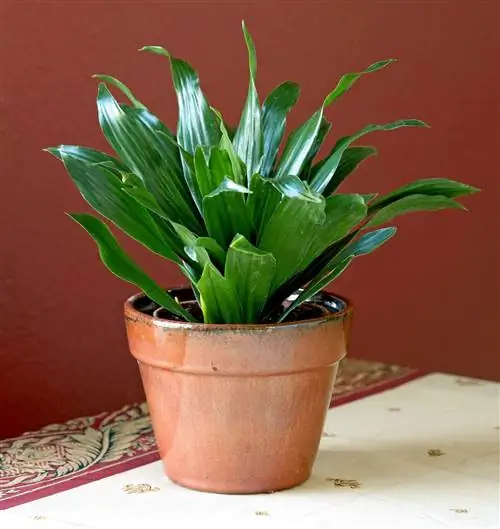 'Компактная Джанет Крейг' Драцена