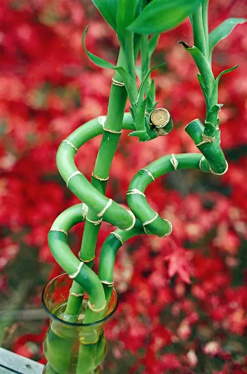 Счастливый бамбук